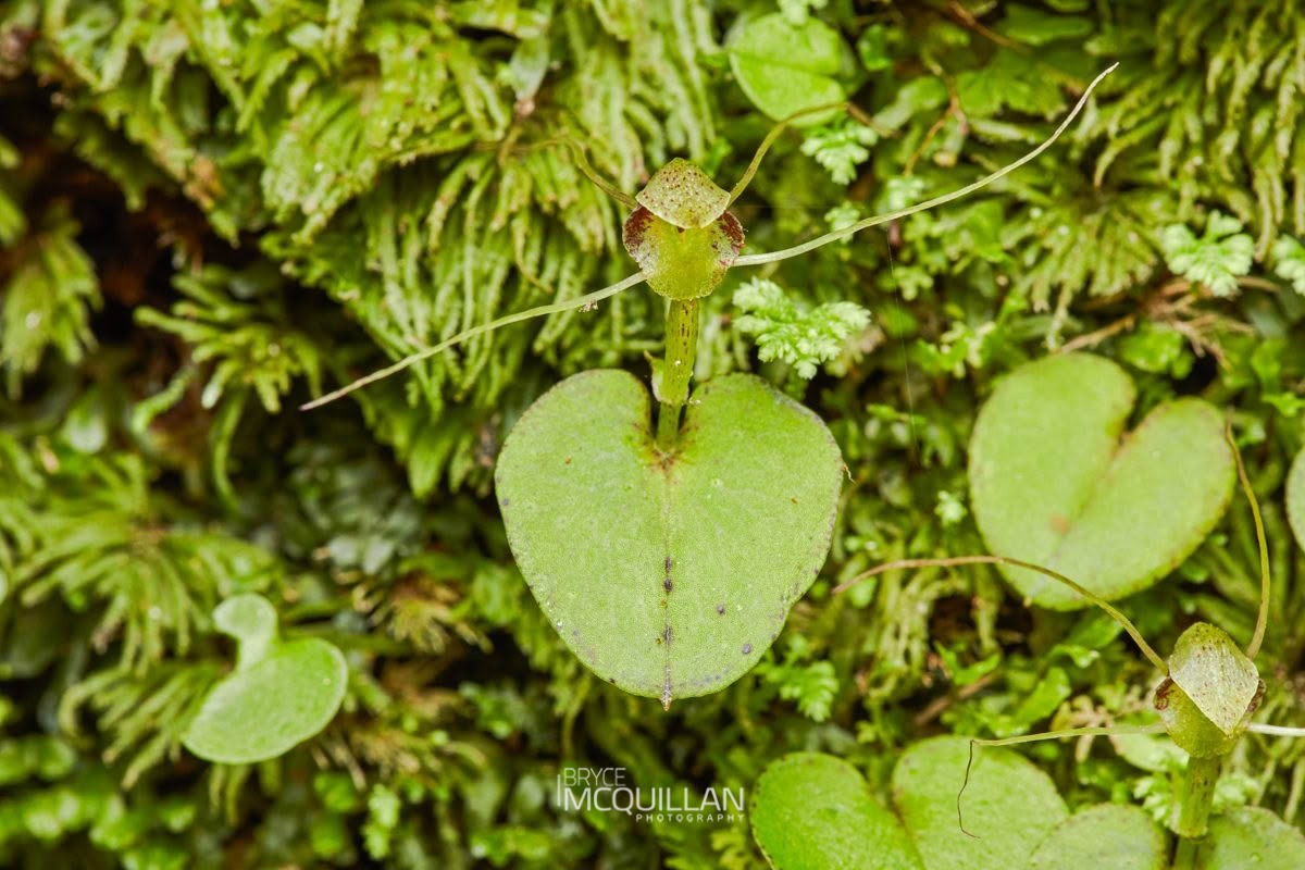 Corybas rivularis, Orchidaceae, photographed in New Zealand by Bryce McQuillan