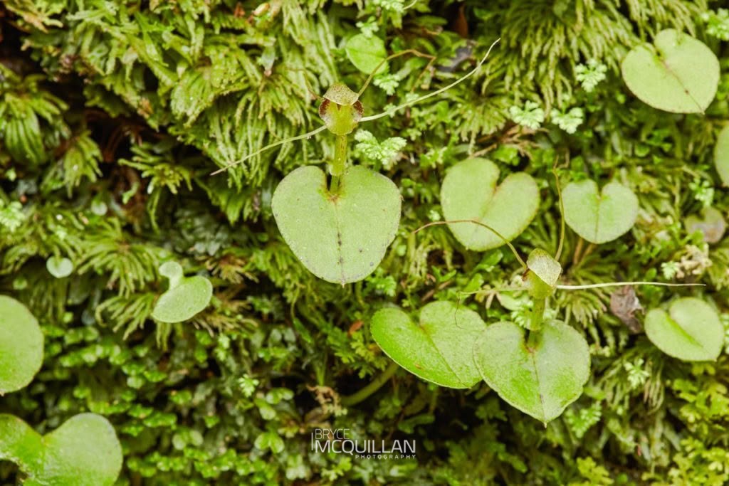 Corybas rivularis, Orchidaceae, photographed in New Zealand by Bryce McQuillan