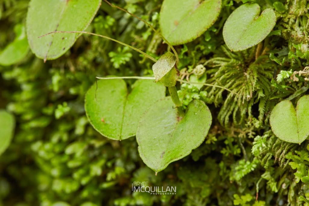 Corybas rivularis, Orchidaceae, photographed in New Zealand by Bryce McQuillan