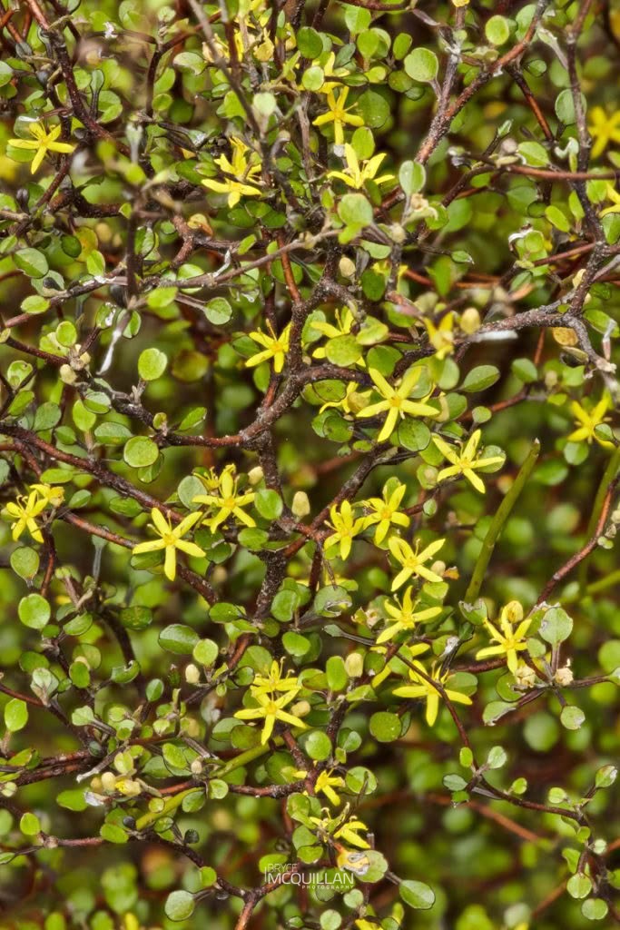 Korokio (Corokia cotoneaster), Argophyllaceae, photographed in New Zealand by Bryce McQuillan