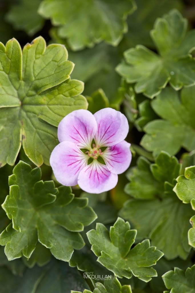 Chatham Island Geranium (Geranium traversii), Geraniaceae, photographed in New Zealand by Bryce McQuillan
