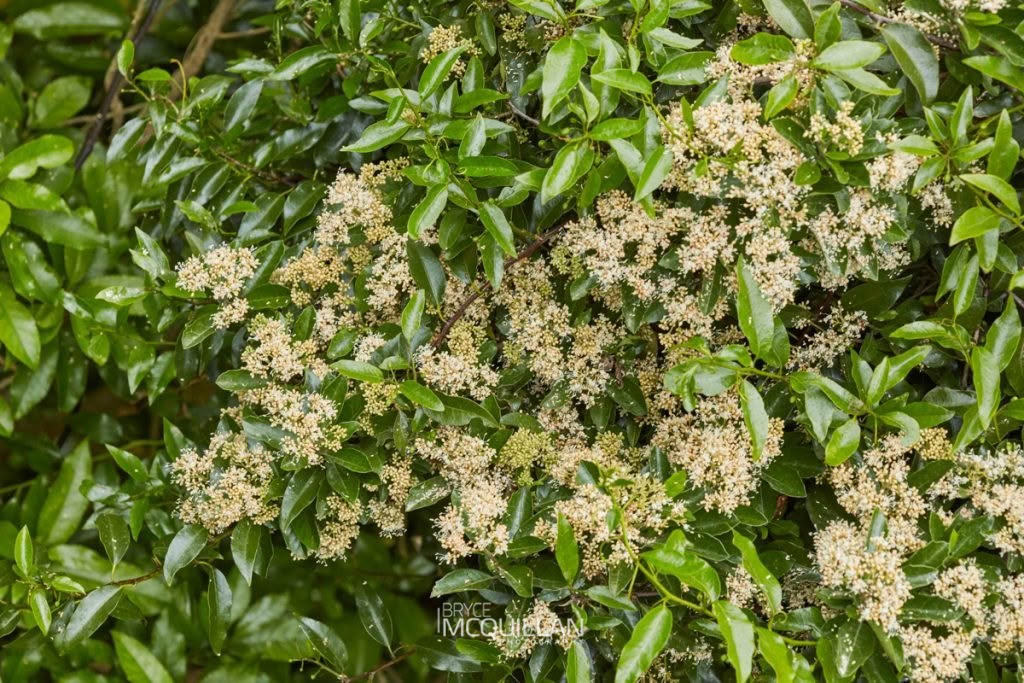 Pennantia corymbosa, photographed in New Zealand by Bryce McQuillan