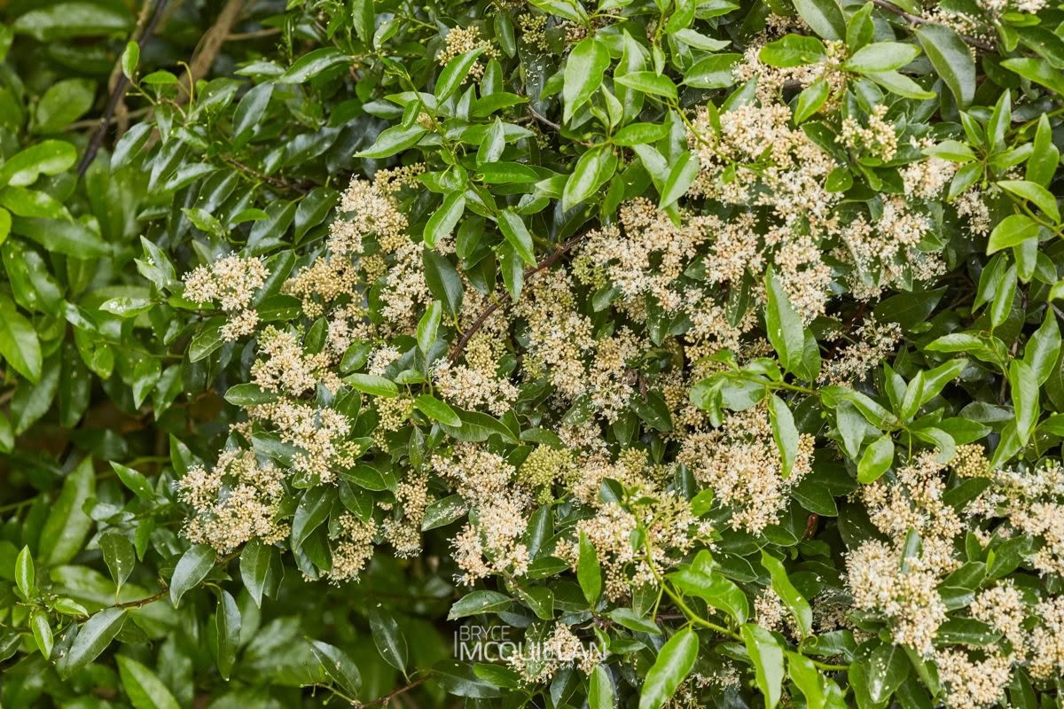 Pennantia corymbosa, photographed in New Zealand by Bryce McQuillan