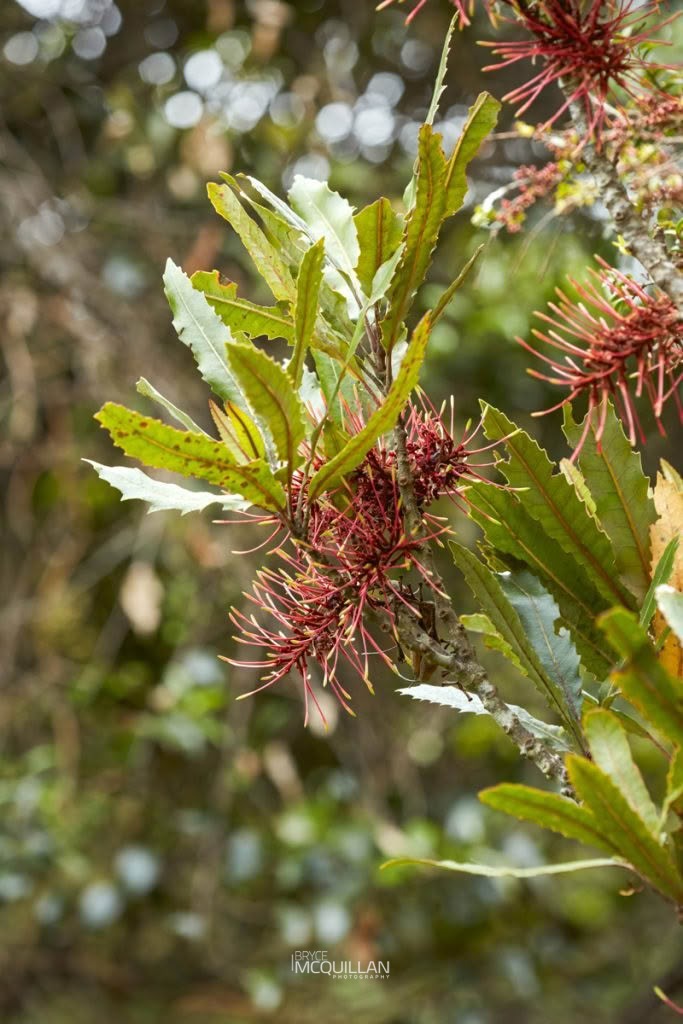 Rewarewa (Knightia excelsa), Proteaceae, photographed in New Zealand by Bryce McQuillan