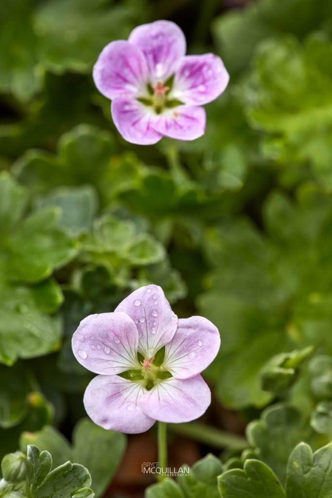 Chatham Island Geranium (Geranium traversii), Geraniaceae, photographed in New Zealand by Bryce McQuillan