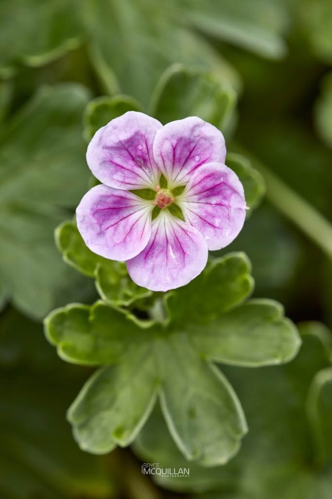 Chatham Island Geranium (Geranium traversii), Geraniaceae, photographed in New Zealand by Bryce McQuillan