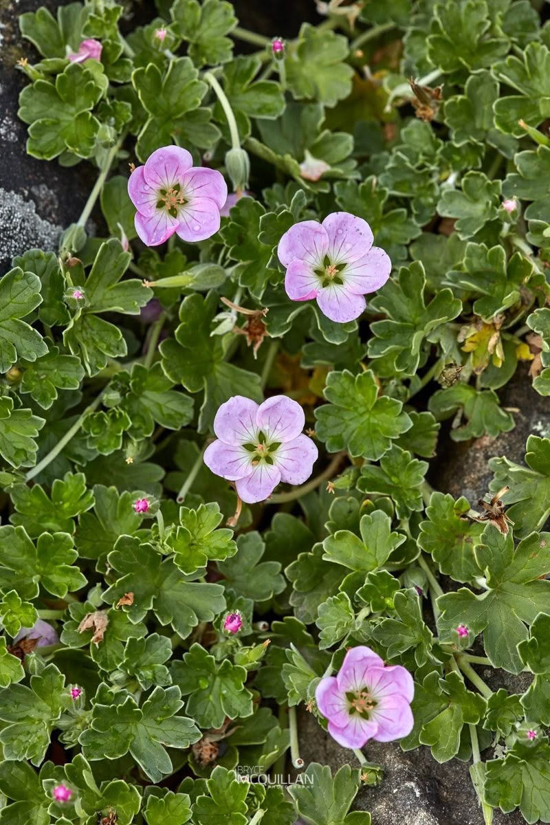 Chatham Island Geranium (Geranium traversii), Geraniaceae, photographed in New Zealand by Bryce McQuillan