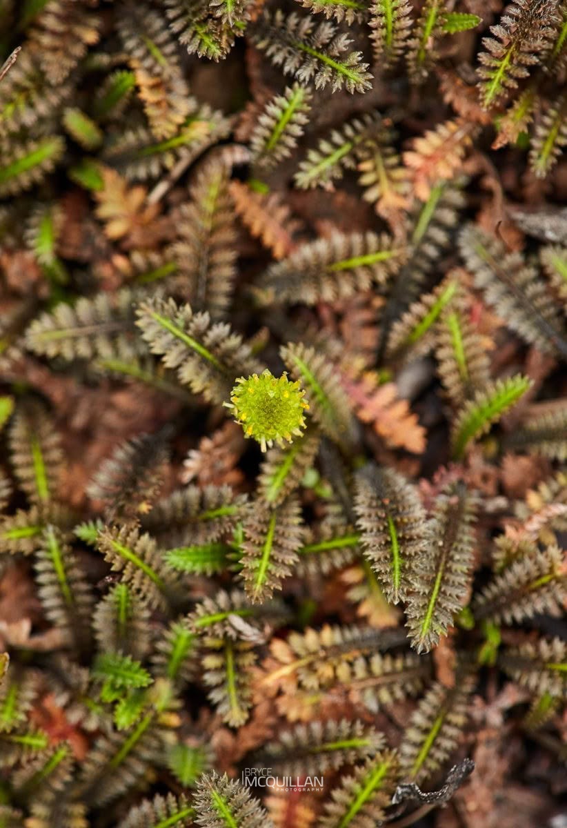 Leptinella (Leptinella squalida), Asteraceae, photographed in New Zealand by Bryce McQuillan
