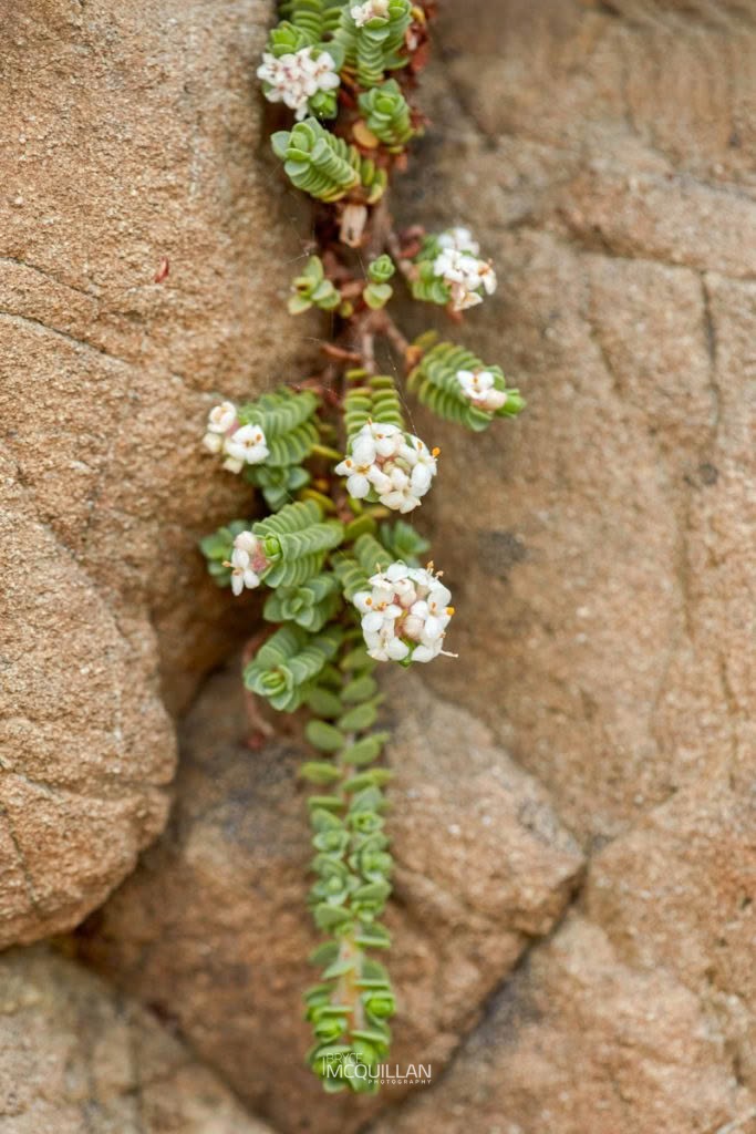 pinatoro (Pimelea carnosa), Thymelaeaceae, photographed in New Zealand by Bryce McQuillan