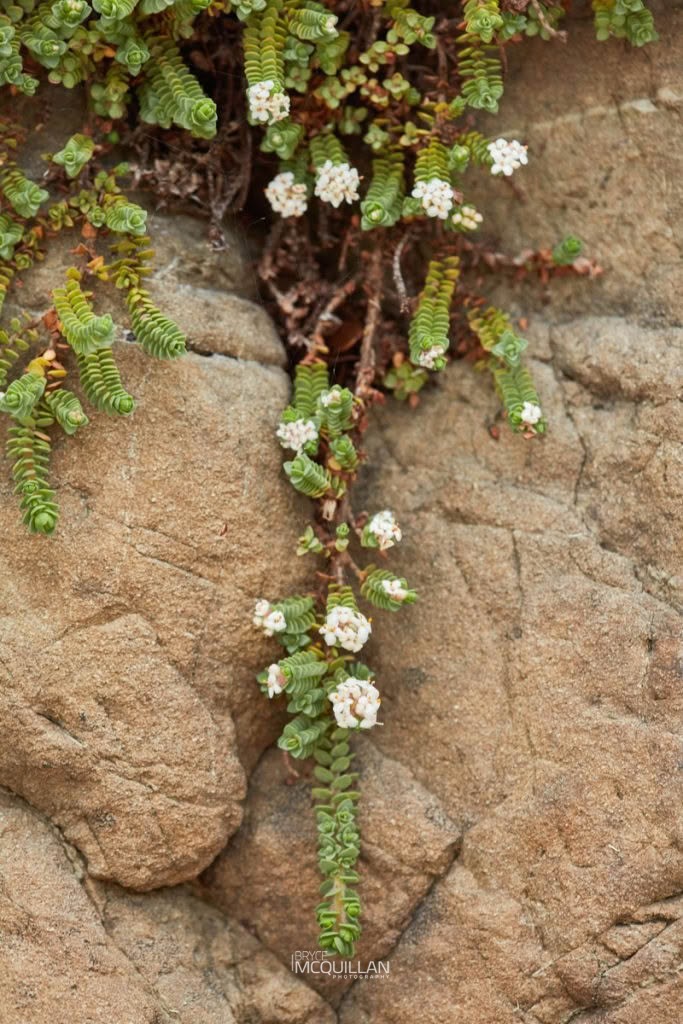 pinatoro (Pimelea carnosa), Thymelaeaceae, photographed in New Zealand by Bryce McQuillan