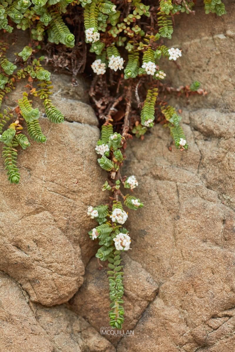 pinatoro (Pimelea carnosa), Thymelaeaceae, photographed in New Zealand by Bryce McQuillan