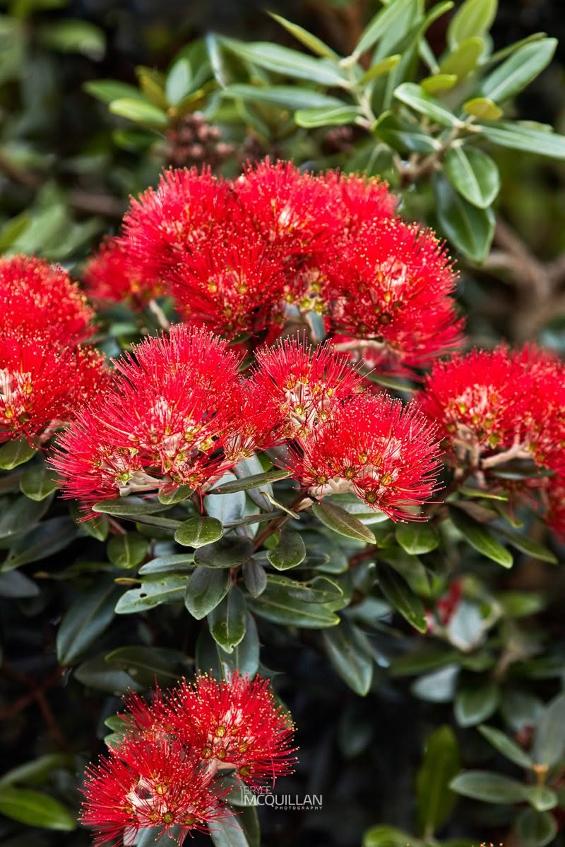 Pōhutukawa (Metrosideros excelsa), Myrtaceae, photographed in New Zealand by Bryce McQuillan