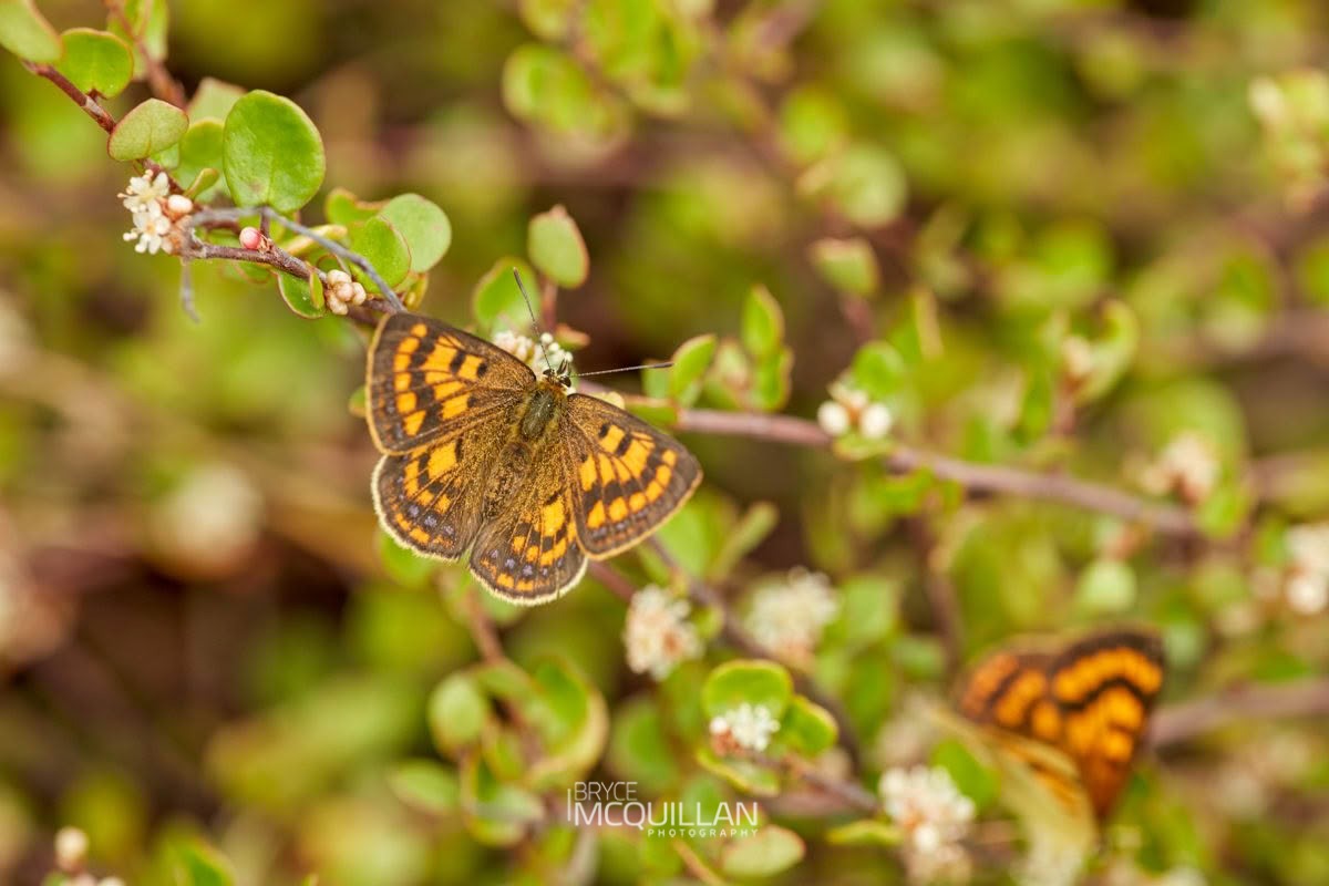 Maui's copper (Lycaena edna), Lycaenidae, photographed in New Zealand by Bryce McQuillan