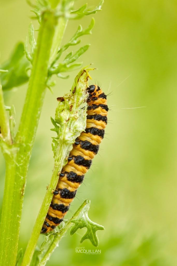 Cinnabar moth (Tyria jacobaeae), Erebidae, photographed in New Zealand by Bryce McQuillan