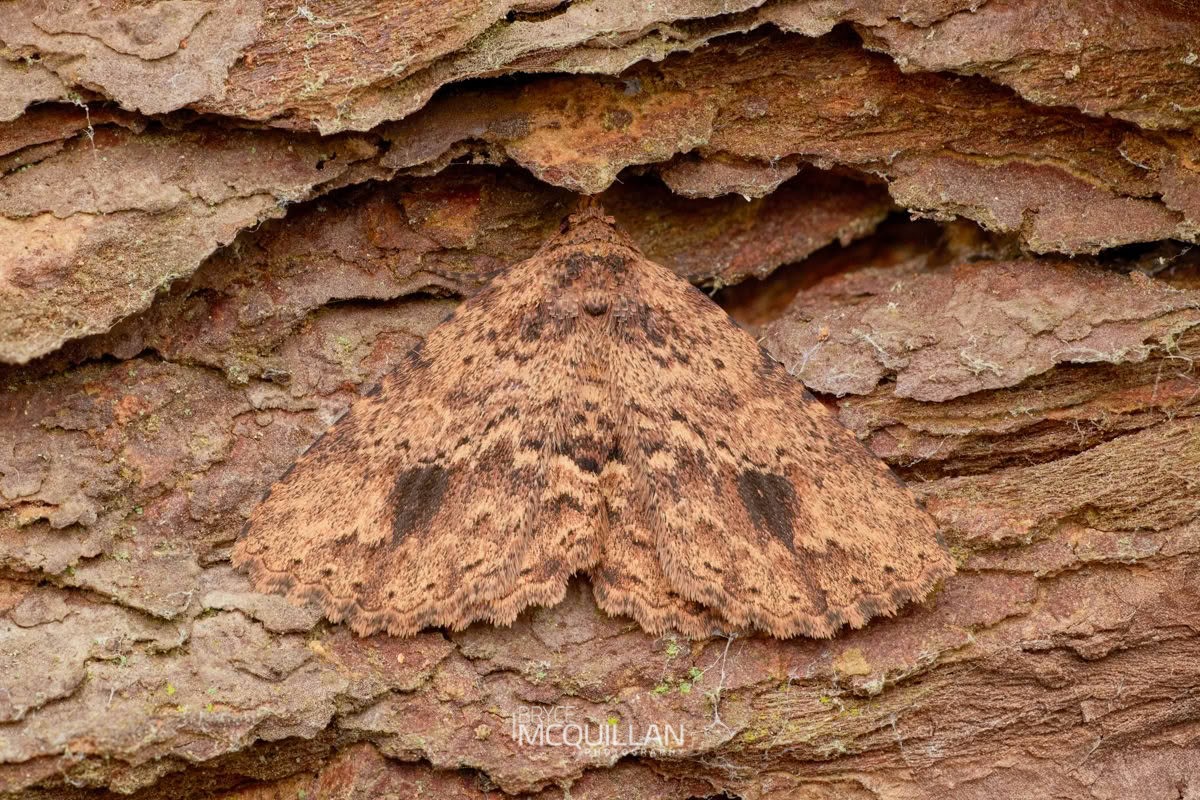 Artigisa melanephele, Erebidae, photographed in New Zealand by Bryce McQuillan