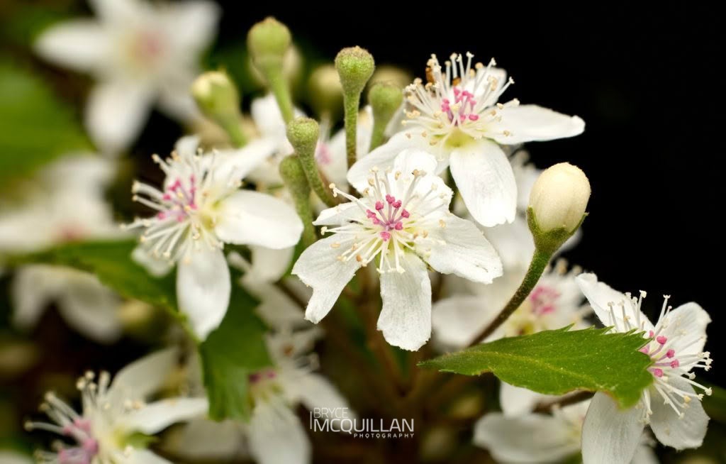 long-leaved lacebark (Hoheria sexstylosa), Malvaceae, photographed in New Zealand by Bryce McQuillan