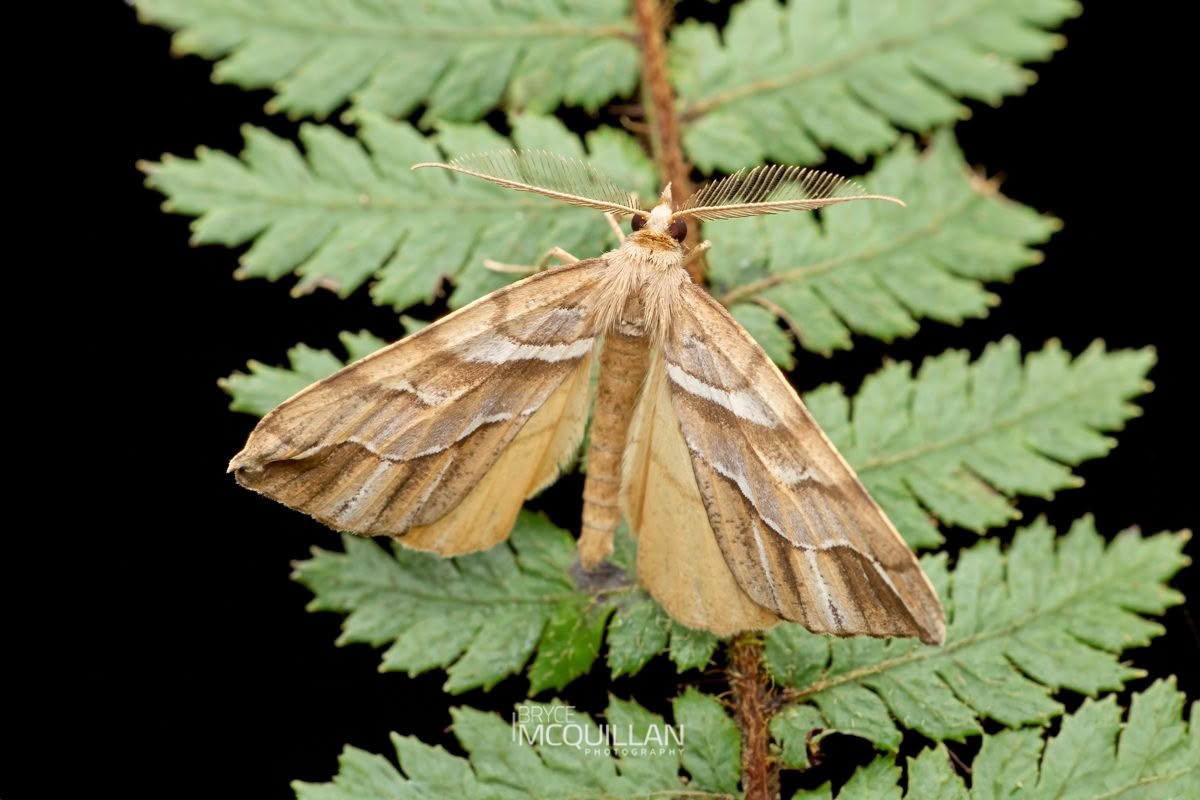 Silver Fern Looper (Chalastra aristarcha), Geometridae, photographed in New Zealand by Bryce McQuillan
