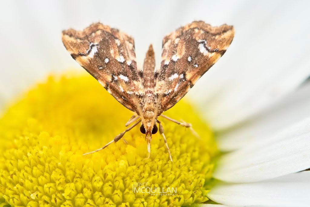 Golden-brown Fern Moth (Musotima nitidalis), Crambidae, photographed in New Zealand by Bryce McQuillan
