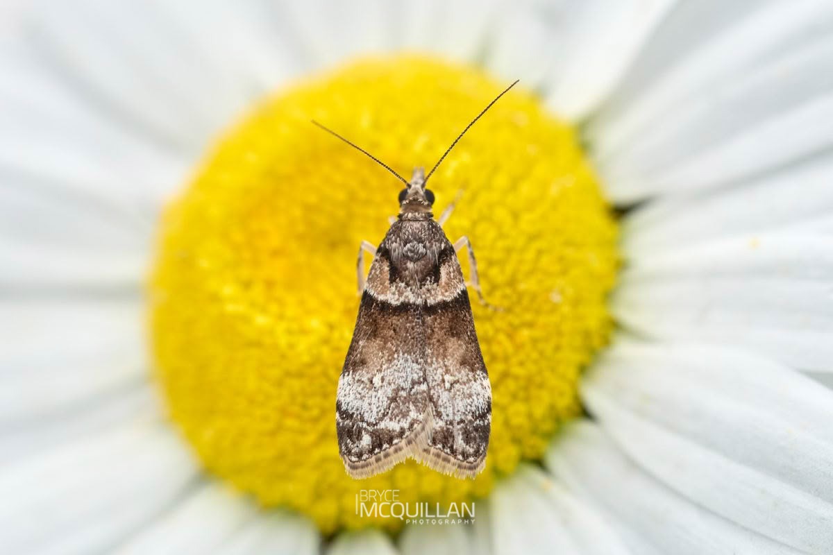 Eudonia colpota, Crambidae, photographed in New Zealand by Bryce McQuillan