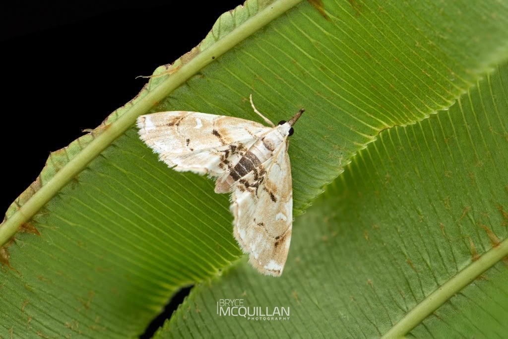 Jasmine bud borer (Trichophysetis cretacea), Crambidae, photographed in New Zealand by Bryce McQuillan