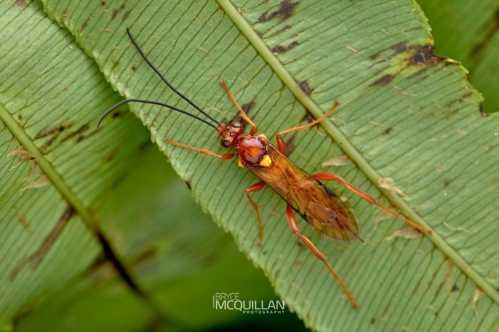 Golden Hunting Wasp (Sphictostethus nitidus), Pompilidae, photographed in New Zealand by Bryce McQuillan