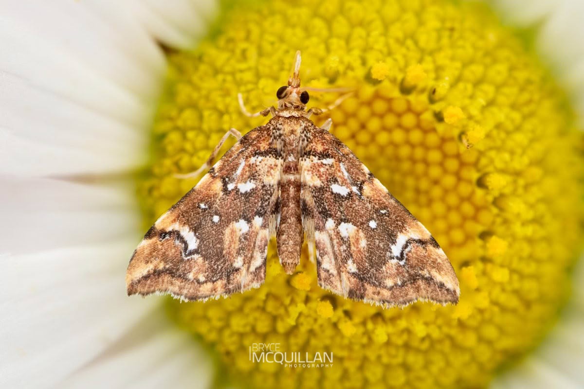 Golden-brown Fern Moth (Musotima nitidalis), Crambidae, photographed in New Zealand by Bryce McQuillan