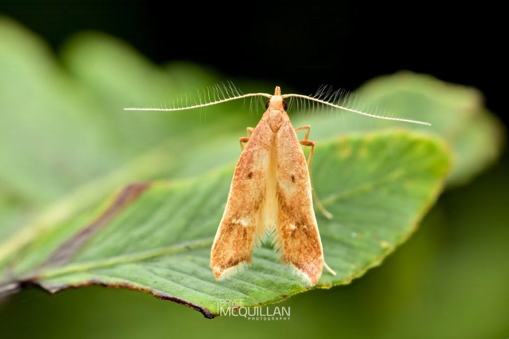 Thambotricha Vates, Epermeniidae, photographed in New Zealand by Bryce McQuillan
