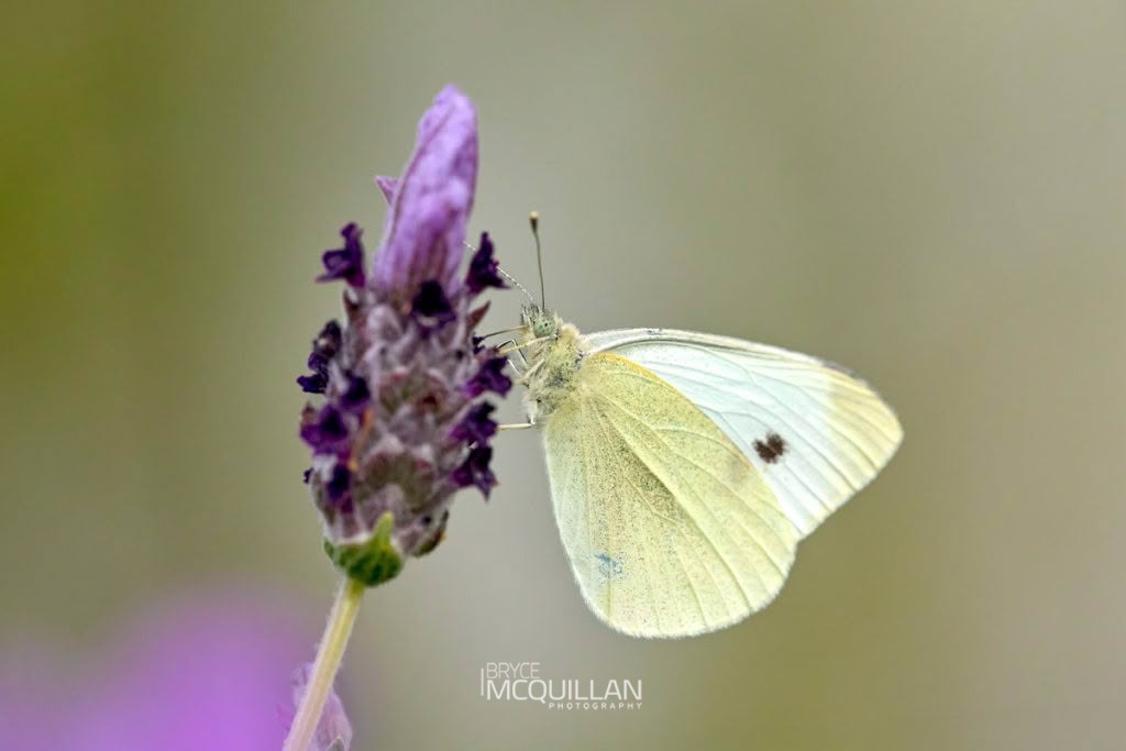 Cabbage Butterfly (Pieris rapae), Brassicaceae, photographed in New Zealand by Bryce McQuillan
