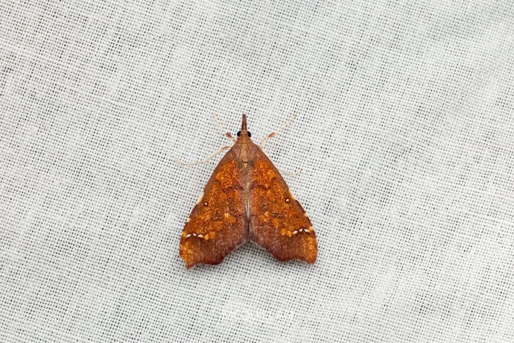 Clematis triangle (Deana hybreasalis), Crambidae, photographed in New Zealand by Bryce McQuillan