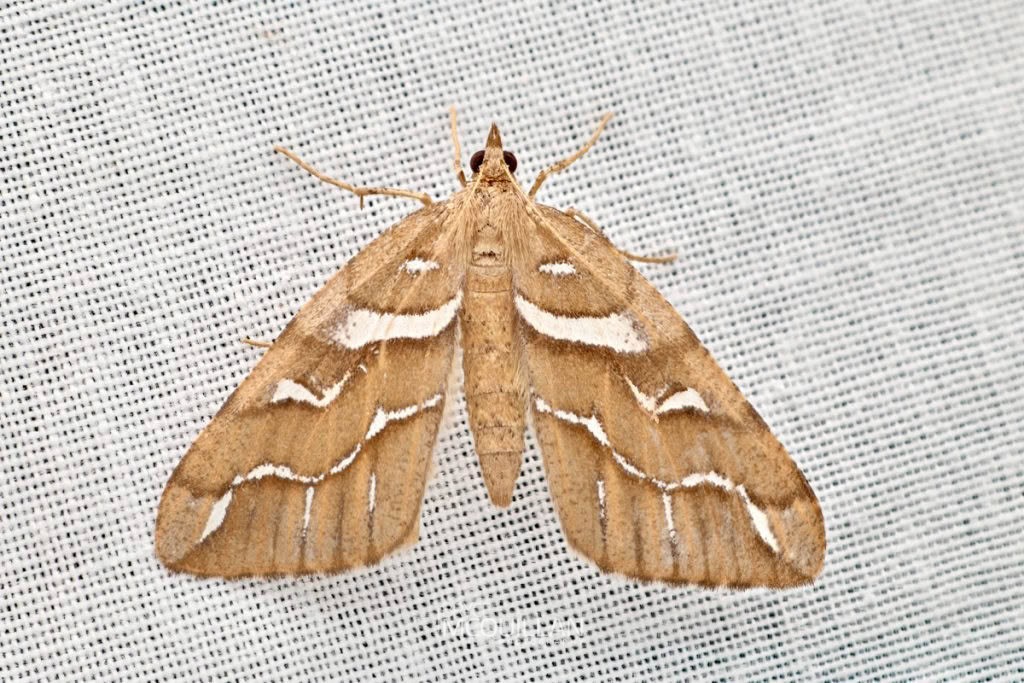 Silver Fern Looper (Chalastra aristarcha), Geometridae, photographed in New Zealand by Bryce McQuillan