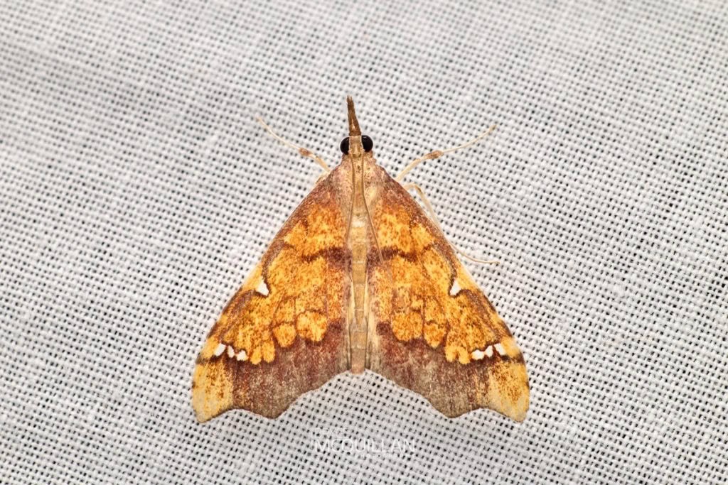 Clematis triangle (Deana hybreasalis), Crambidae, photographed in New Zealand by Bryce McQuillan