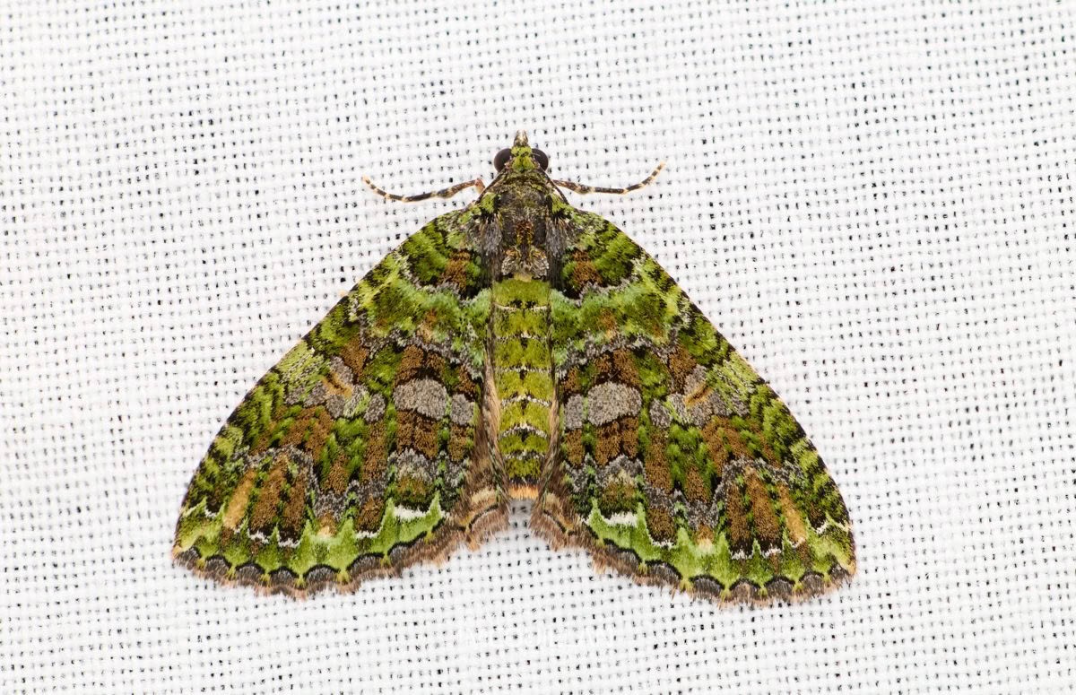 Dark Coprosma Carpet (Austrocidaria similata), Geometridae, photographed in New Zealand by Bryce McQuillan
