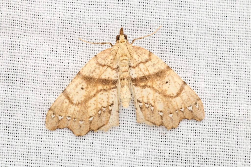 Chalastra pellurgata, Geometridae, photographed in New Zealand by Bryce McQuillan