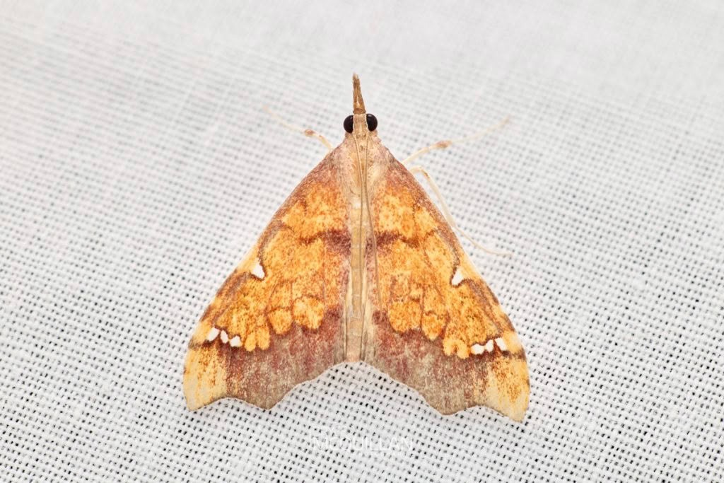 Clematis triangle (Deana hybreasalis), Crambidae, photographed in New Zealand by Bryce McQuillan
