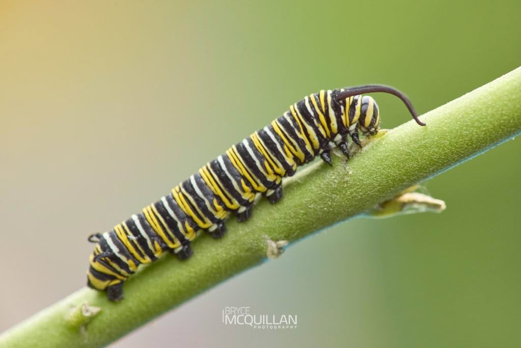 Monarch (Gomphocarpus fruticosus), Nymphalidae, photographed in New Zealand by Bryce McQuillan