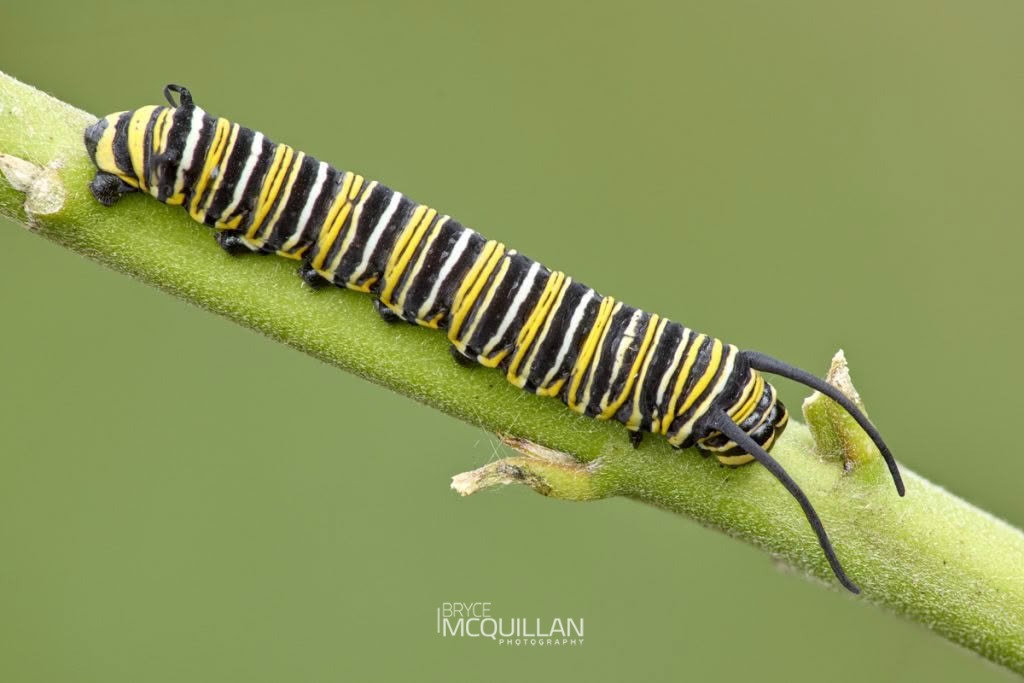 Monarch (Danaus plexippus), Nymphalidae, photographed in New Zealand by Bryce McQuillan