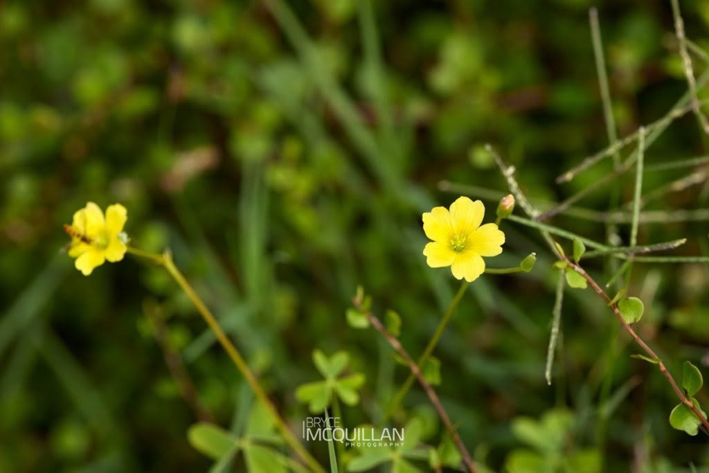 Oxalis rubens, photographed in New Zealand by Bryce McQuillan