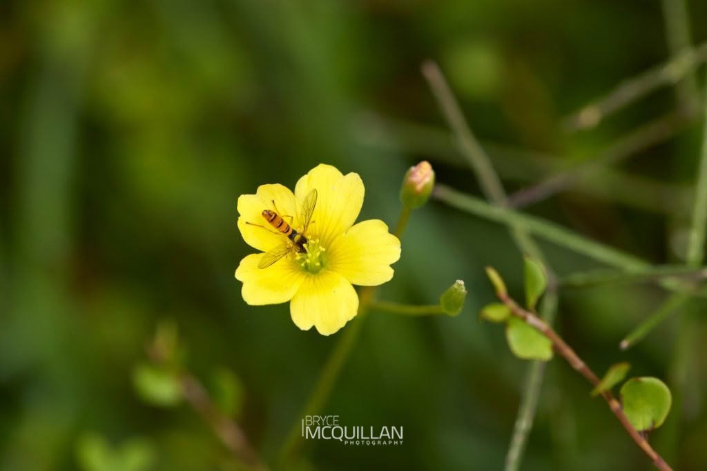 Oxalis rubens, photographed in New Zealand by Bryce McQuillan