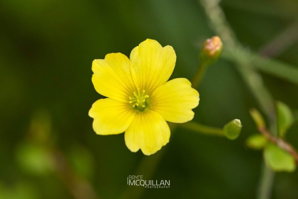 Oxalis rubens, photographed in New Zealand by Bryce McQuillan