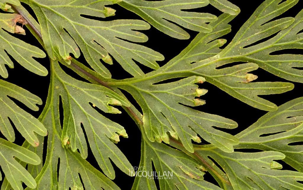 filmy ferns (Hymenophyllum demissum), Hymenophyllaceae, photographed in New Zealand by Bryce McQuillan