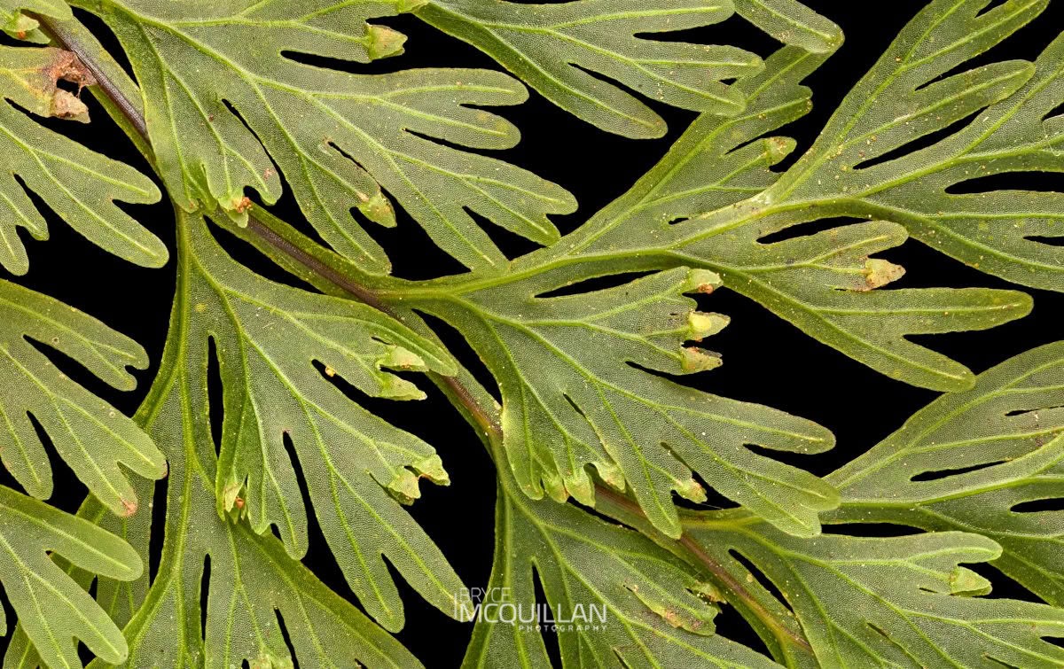 filmy ferns (Hymenophyllum demissum), Hymenophyllaceae, photographed in New Zealand by Bryce McQuillan