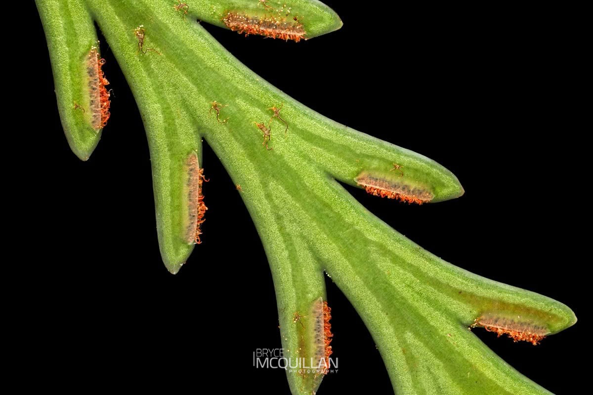 drooping spleenwort (Asplenium flaccidum), Aspleniaceae, photographed in New Zealand by Bryce McQuillan