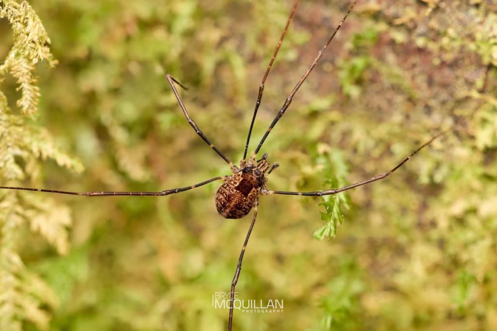Puwere pureora, Neopilionidae, photographed in New Zealand by Bryce McQuillan