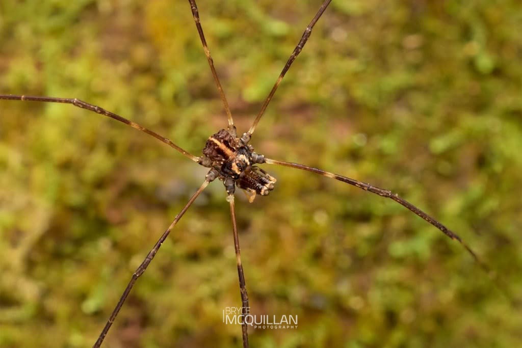 Puwere pureora, Neopilionidae, photographed in New Zealand by Bryce McQuillan