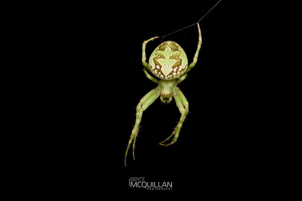 Colaranea vertutum, Araenidae, photographed in New Zealand by Bryce McQuillan