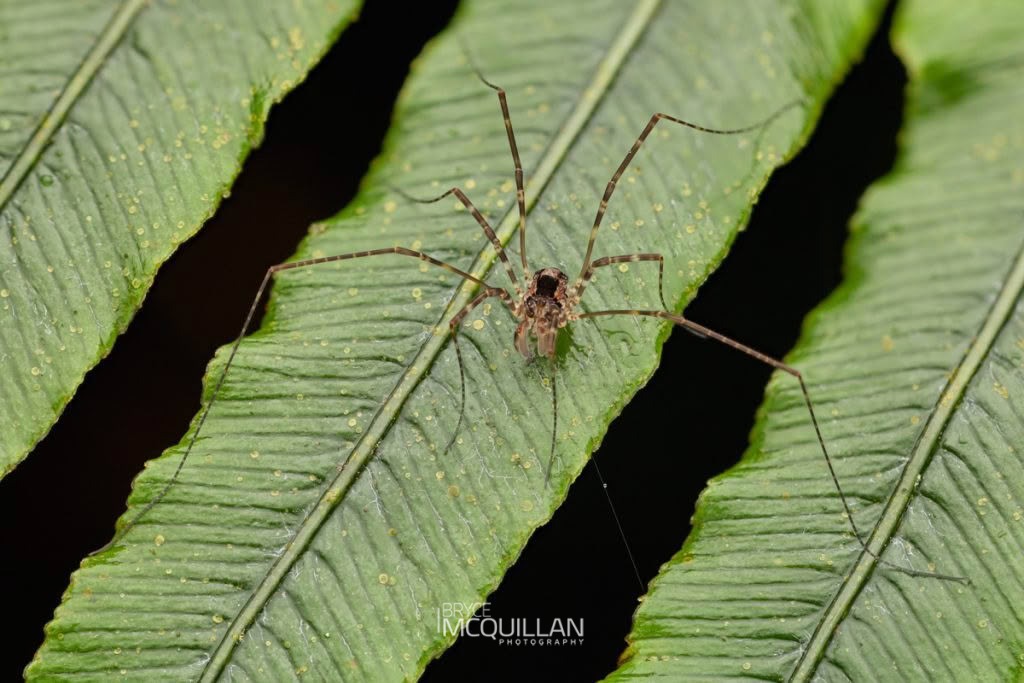 Triascutum triascutum, Neopilionidae, photographed in New Zealand by Bryce McQuillan