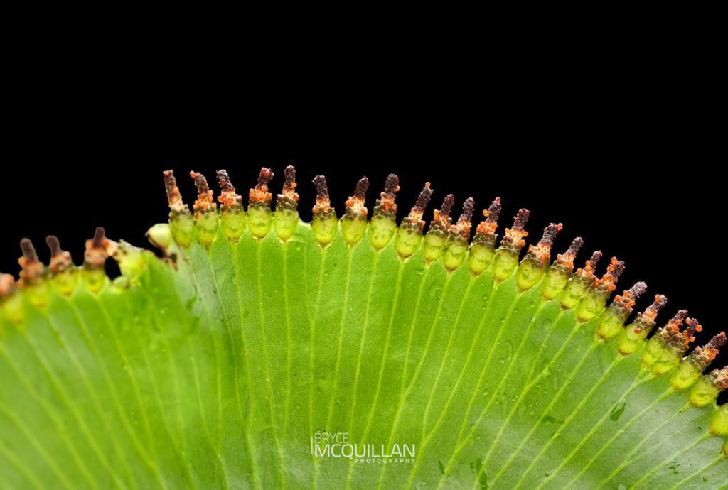 kidney fern (Hymenophyllum nephrophyllum), Hymenophyllaceae, photographed in New Zealand by Bryce McQuillan