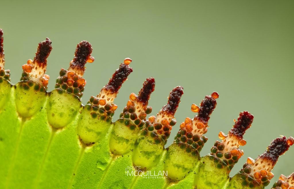 kidney fern (Hymenophyllum nephrophyllum), Hymenophyllaceae, photographed in New Zealand by Bryce McQuillan