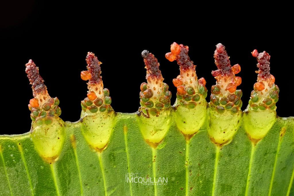 kidney fern (Hymenophyllum nephrophyllum), Hymenophyllaceae, photographed in New Zealand by Bryce McQuillan
