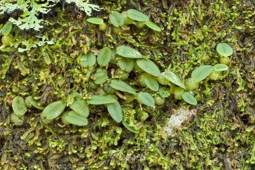 Pygmy Tree Orchid (Bulbophyllum pygmaeum), Orchidaceae, photographed in New Zealand by Bryce McQuillan